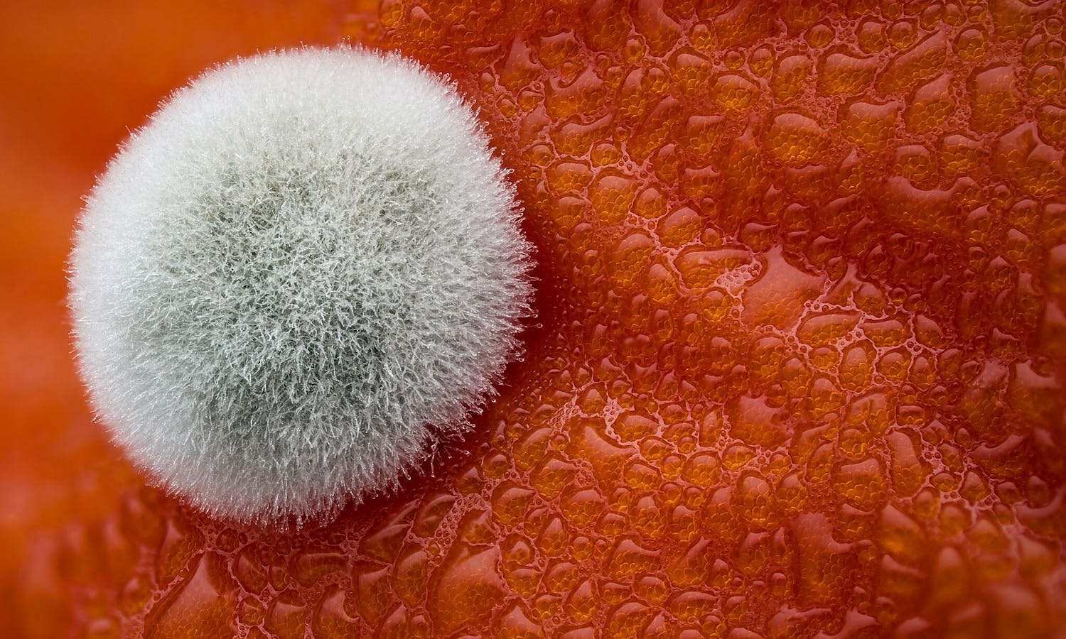 5. plass: Mold on a tomato Mugg på tomat, Dean Lerman, Small World
